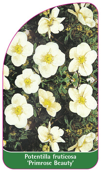 Potentilla fruticosa 'Primrose Beauty'