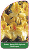 Azalea Knap-Hill-Hybride 'Goldtopas'