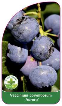 Vaccinium corymbosum 'Aurora'