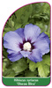 Hibiscus syriacus 'Oiseau Bleu'