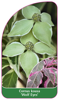 Cornus kousa 'Wolf Eyes'