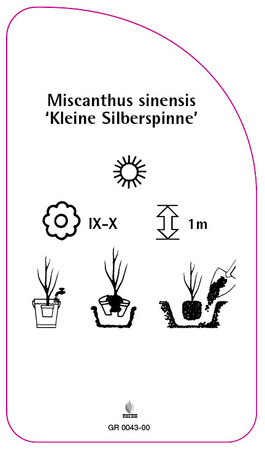 Miscanthus sinensis 'Kleine Silberspinne'