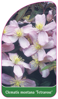 Clematis montana 'Tetrarose'