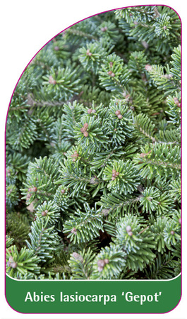 Abies lasiocarpa 'Gepot'