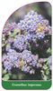 Ceanothus impressus