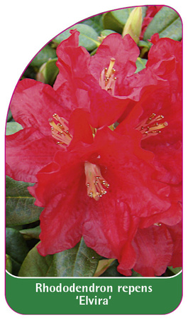 Rhododendron repens 'Elvira'
