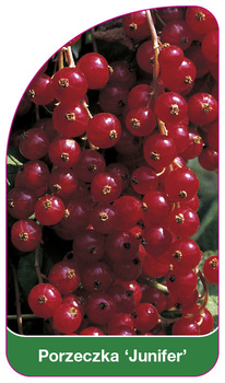 Porzeczka 'Junifer'