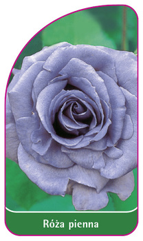 Róza pienna Nr. 5