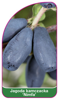 Jagoda kamczacka 'Nimfa'