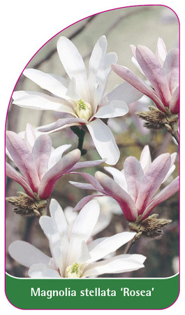 Magnolia stellata 'Rosea'