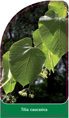 Tilia caucasica