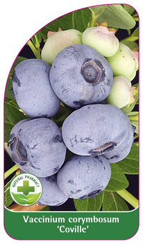 Vaccinium corymbosum 'Coville'
