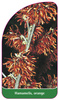 Hamamelis, orange