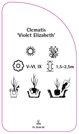 Clematis 'Violet Elizabeth'