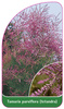 Tamarix parviflora (tetandra)