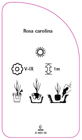 Rosa carolina