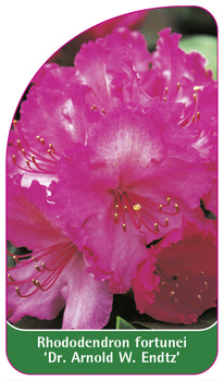 Rhododendron fortunei 'Dr. Arnold W. Endtz'