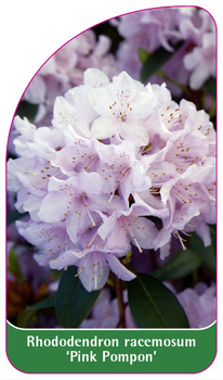 Rhododendron racemosum 'Pink Pompon'