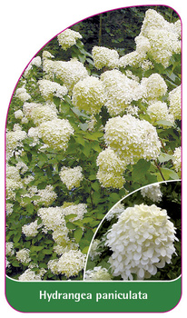 Hydrangea paniculata