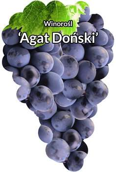 Agat Doñski viță de vie
