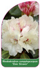 Rhododendron campylopcarpum 'Elsie Straver'