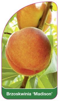 Brzoskwinia 'Madison'