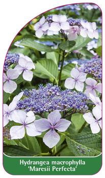 Hydrangea macrophylla 'Maresii Perfecta'