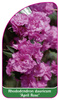 Rhododendron dauricum 'April Rose'