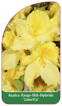Azalea Knap-Hill-Hybride 'Limetta'