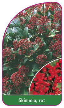 Skimmia, rot