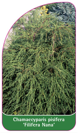 Chamaecyparis pisifera 'Filifera Nana'