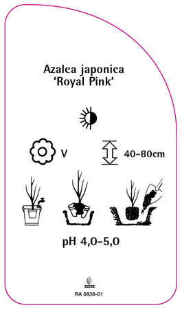 Azalea japonica 'Royal Pink'