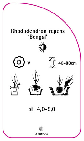 Rhododendron repens 'Bengálský'