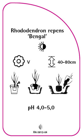 Rhododendron repens 'Bengal'