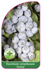 Vaccinium corymbosum 'Jersey'