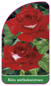 Róza wielkokwiatowa Nr. 227 A