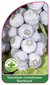 Vaccinium corymbosum 'Northland'