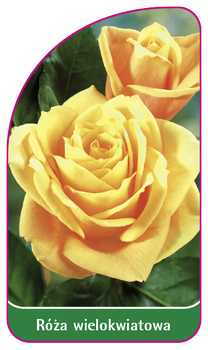 Róza wielokwiatowa Nr. 251 B
