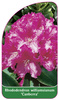 Rhododendron williamsianum 'Canberra'