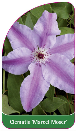 Clematis 'Marcel Moser'