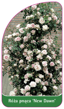 Róza pnaca 'New Dawn', PL