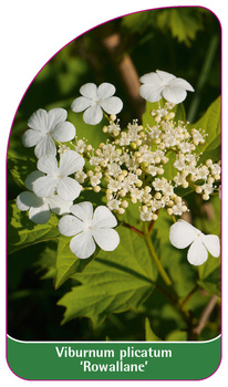 Viburnum plicatum 'Rowallane'