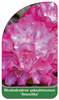 Rhododendron yakushimanum 'Anuschka'