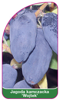 Jagoda kamczacka 'Wojtek'