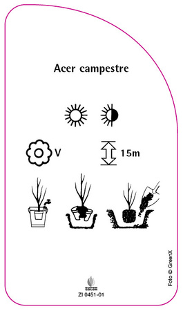 Acer campestre