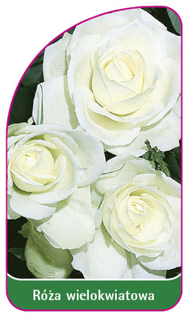 Róza wielokwiatowa Nr. 250