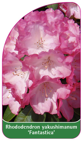 Rhododendron yakushimanum 'Fantastica'