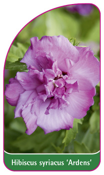 Hibiscus syriacus 'Ardens'