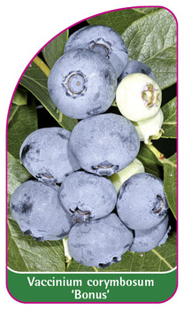 Vaccinium corymbosum 'Bonus'