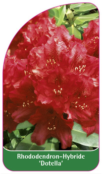 Rhododendron-Hybride 'Dotella'